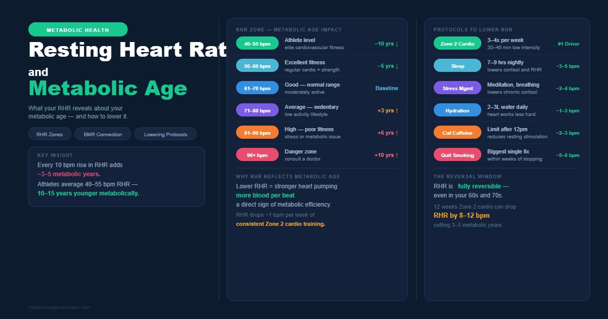 Resting Heart Rate and Metabolic Age: Is There a Real Connection? (2026)